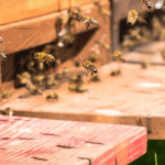SaveBee Farm Honeyconb