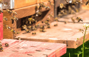 SaveBee Farm Honeyconb
