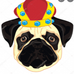babyDogeKing