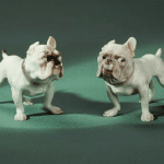 BullDog Coin