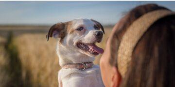 Dogown Coin (DOGOWN) Review : Is It Good Or Bad Coin Read Our Article