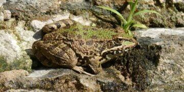 Ninja Pepe (NPEPE) Review : Is It Good Or Bad Coin Read Our Article