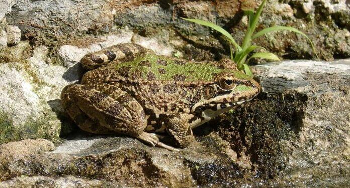 Ninja Pepe (NPEPE) Review : Is It Good Or Bad Coin Read Our Article