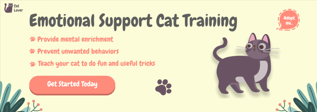 .Cat Training