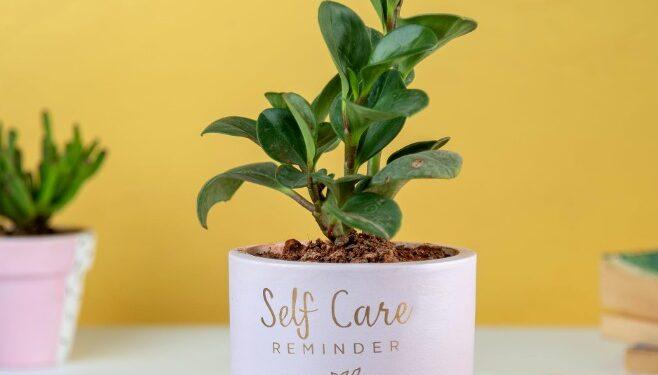 30 Best Plant Care App