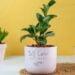 30 Best Plant Care App
