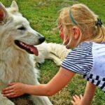 10 Best Pet Companies to work for
