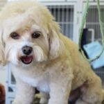 10 Best Friends Pet Store