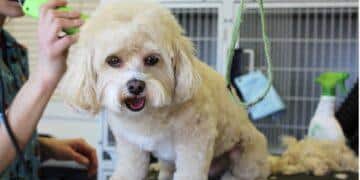 10 Best Friends Pet Store