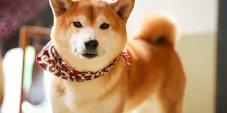 Shiba Inu (SHIB) Population Surges by 70% in Just Four Years