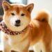 Shiba Inu (SHIB) Population Surges by 70% in Just Four Years