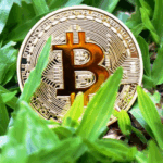 How Bitcoin Ranks Among Digital Currencies Today