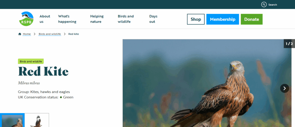 Red Kite