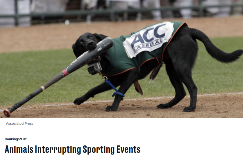 Animal Interrupts Sports Game